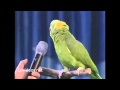 Loro inteligente canta como una persona default Loro inteligente canta como una persona