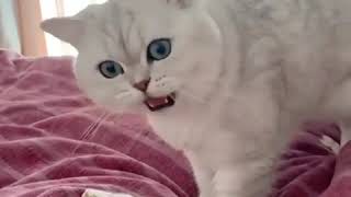 Kedi Sesi I Kedi miyavlaması British shorthair sesi #britishshorthair #cat #cats