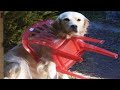 Funny Cats And Dogs Videos 😁 - BEST Funny Animal Videos 2024 🥰#6