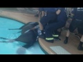 Raw: Firefighters Rescue Horse From Pool