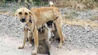 Bacaklarından Bağlanıp Yavrularıyla Ormana Atılan Anne Köpeği Kurtardık