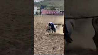 A Pônei Testado
