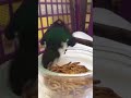 Violet-green Swallow enjoying mealworms at WildCare