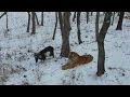 Brave goat becomes friends with a tiger who was supposed to eat him