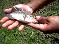 pesca con arpon