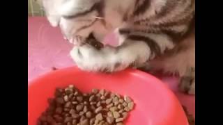 Watching Funny Animals Compilation | Funniest Animals 2020 #34