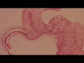 Devendra Banhart: "Seahorse"