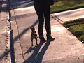 How to train your dog not to pull- Loose Leash Walking