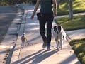 How to train your dog not to pull- Loose Leash Walking