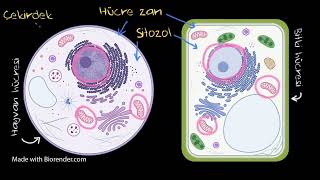 Bitki ve Hayvan Hücrelerini Karşılaştıralım (Fen Bilgisi)