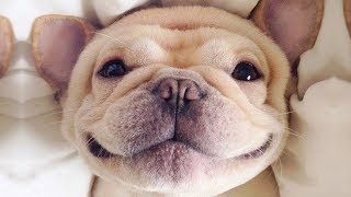 Cute is Not Enough - Funny Cats and Dogs Compilation #185