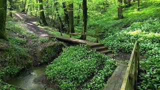 Wild Garlic Wood