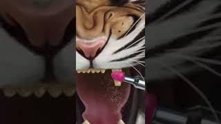 Asmr Animation