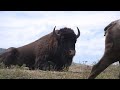 Missoula MT video: National Bison Range Wildlife Refuge - near Missoula, Montana, MT