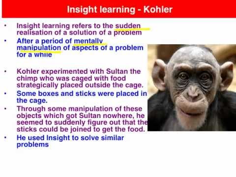 wolfgang kohler s experiment and insight learning The conclusions drawn from the experiments with apes were that these animals exhibit insight and that they wolfgang kohler wolfgang köhler. wolfgang kohler s experiment and insight learning The conclusions drawn from the experiments with apes were that these animals exhibit insight and that they wolfgang kohler wolfgang köhler.