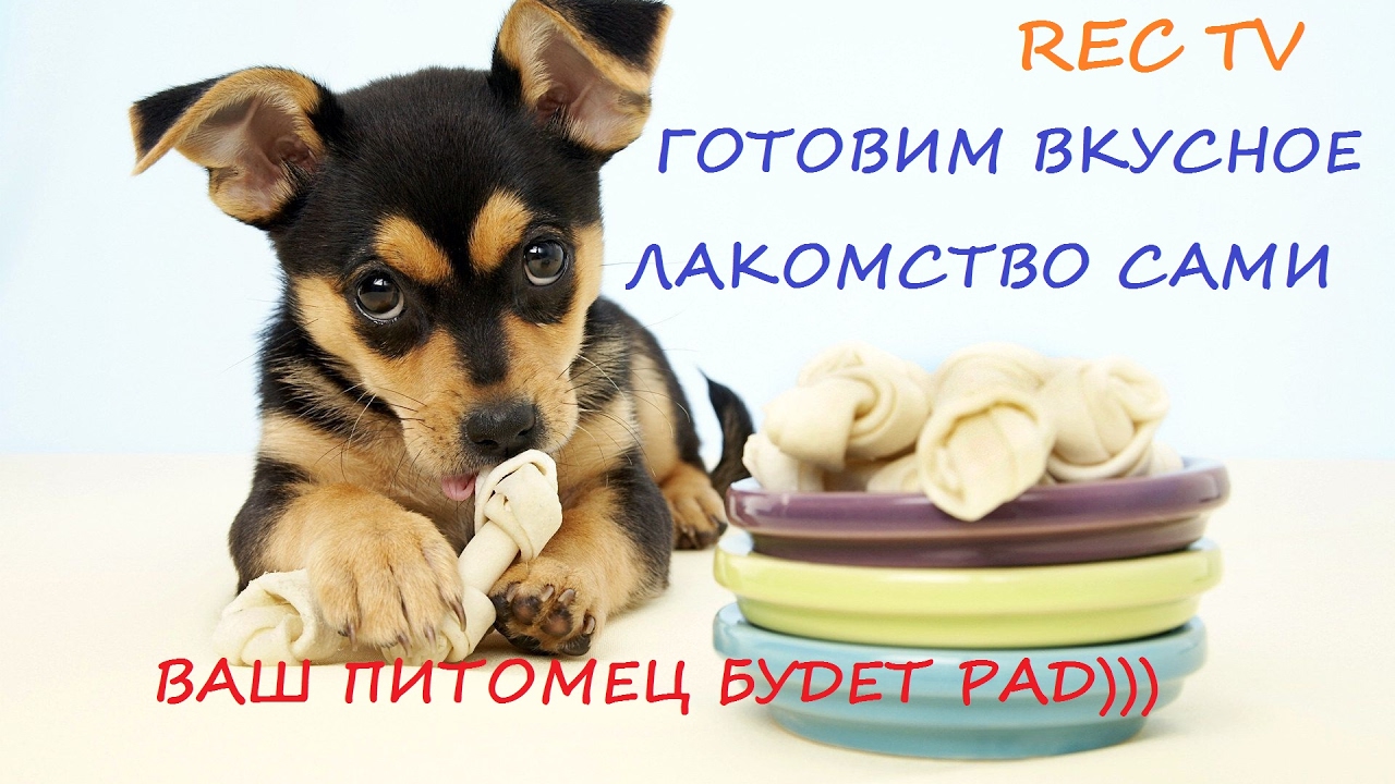 Легкое для собак своими руками Легкое для собак своими руками