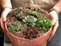 Hoggywart