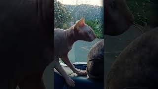 Cleaning Windows With Sphynx Kittys