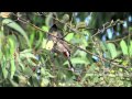 Red-vented Bulbul - Pycnonotus cafer