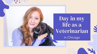 Day In My Life As A Veterinarian Bellavet