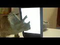 Time Traveling Triceratops Stop Motion