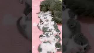 Bir Düzine Mutluluk