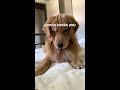 My Dog Reacts to Hair Clip
