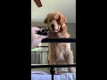 My Dog Reacts to Hair Clip