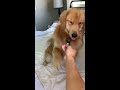 My Dog Reacts to Hair Clip