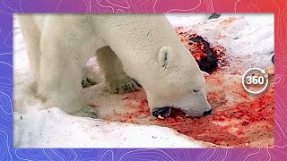 Polar Bear On The Hunt For Food Wildlife In 360 Vr 8K
