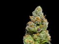 Cryo Cure Cannabis Hemp Curing Machines. Curing cannabis. How to dry weed. Freeze dried weed.