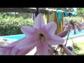 Abeja Polinizando una flor / bee polinating flower Full HD