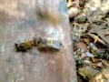 Abelhas (Apis mellifera) com fome, atacam outra abelha com mel!