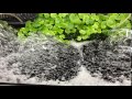 Foaming with BorneoWild Exterminate
