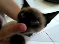 Gato mamando no dedo