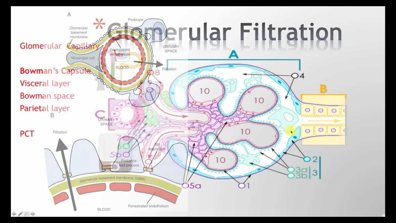 Physiology of Glomerular Filtration - YouTube
