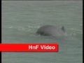 Chilka Lake: The Largest Irrawaddy Dolphin Habitat