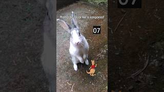 Should I Give Her A Treat? What Do You Think? Rabbit Periscope Rabbit Longest Stand Ever