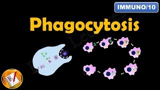 Phagocytosis Fl-Immuno10