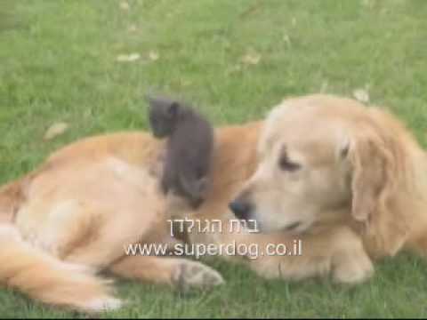 golden retriever attacks statistics kitten attack golden retriever golden retriever attacks statistics kitten attack golden retriever