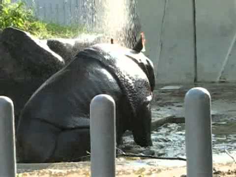 シャワーを浴びるインドサイ ＠東山動物園