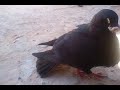 Pigeon 5:Granadino,Buchon Laudino,Buchon Laudino Sevillano الحمام النفاخ