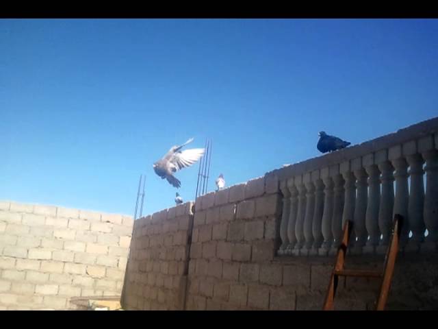 Pigeon 5:Granadino,Buchon Laudino,Buchon Laudino Sevillano الحمام النفاخ