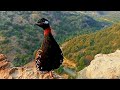 Kala Teetar Awaaz |Teetar ki Awaz | Black Teetar calling |Partridge voice | Calling from top of rock