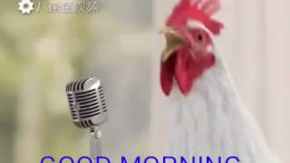 Chicken song  Good morning song by cook 2020