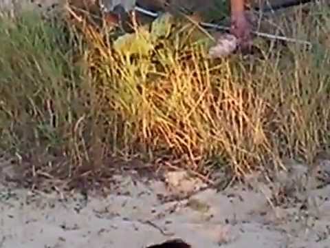 Рыбалка г. Коростышев