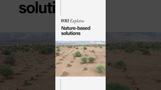 What Are Nature-Based Solutions & Can They Fight Climate Change?