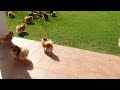 pomeranians