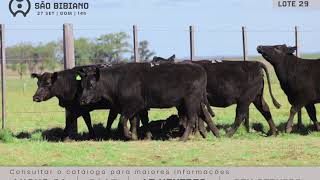 LOTE 29 - FÊMEAS ANGUS CA - LEILÃO VIRTUAL SÃO BIBIANO 2020