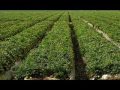 Hayseed Dixie - Strawberry Fields
